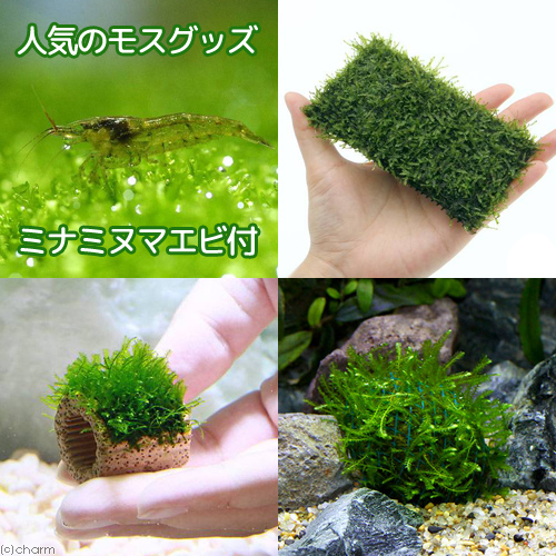 エビ 水草 好評のモスグッズ ミナミヌマエビラッキー 沖縄別途送料 北海道航空来翰中枢保温 Upntabasco Edu Mx