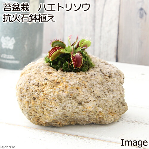 楽天市場】（食虫植物） 苔テラリウム ハエトリソウ ガラスボトルL
