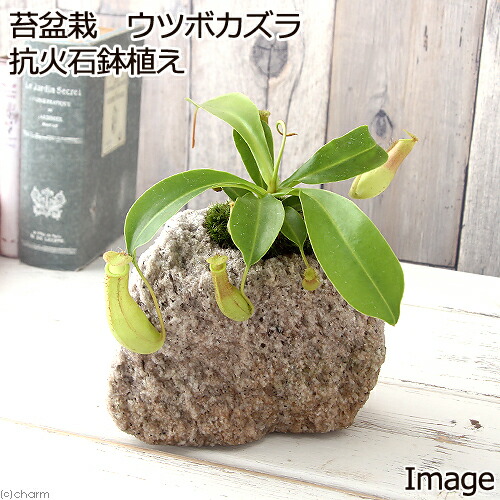 楽天市場 観葉植物 苔盆栽 ウツボカズラ 抗火石鉢植え １鉢 Charm 楽天市場店