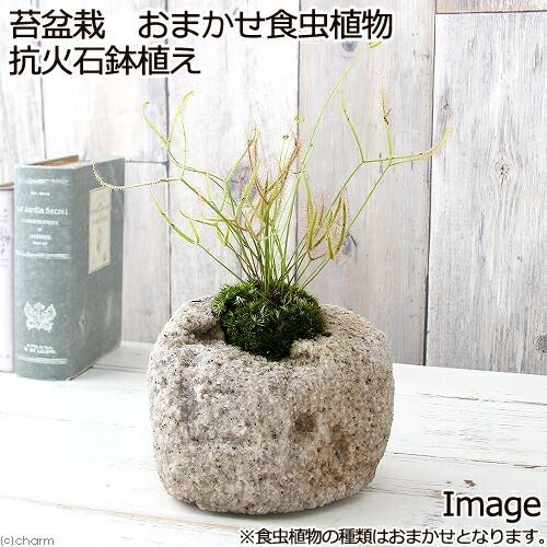 楽天市場】(食虫植物)おまかせ食虫植物 2.5〜3号(3 楽天市場】(食虫植物)おまかせ食虫植物 2.5〜3号(3