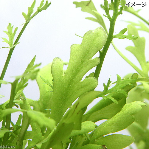 楽天市場 水草 ウォータースプライト 水上葉 穴あき溶岩石付 無農薬 １個 Charm 楽天市場店