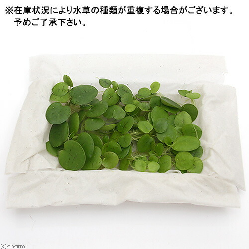 楽天市場 水草 おまかせ浮き草 大パック 無農薬 約30株 1パック Charm 楽天市場店 楽天市場 水草 おまかせ浮き草 大パック 無農薬 約30株 1パック Charm 楽天市場店