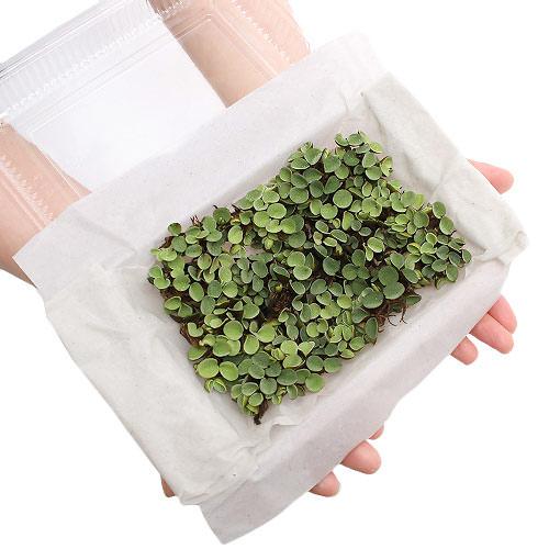 楽天市場 水草 サルビニア ククラータ 大パック 無農薬 約３０株 １パック Charm 楽天市場店