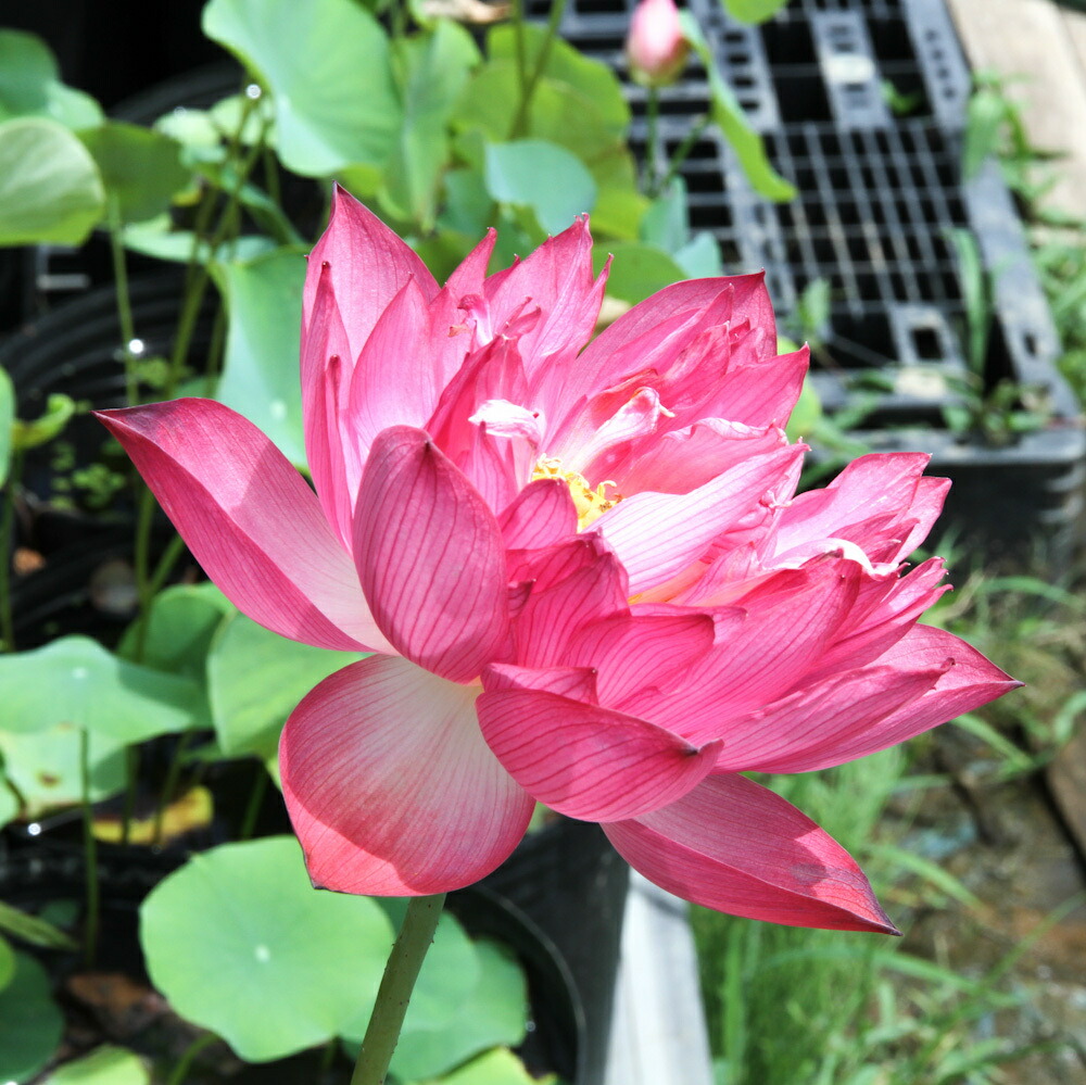 68％以上節約 ビオトープ 蓮 ハス ピンク 八重茶碗蓮 ヤエチャワンハス １ポット 植替え済