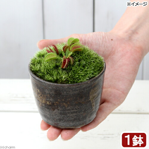 楽天市場】（食虫植物）ハエトリソウ 2〜3号（1ポット