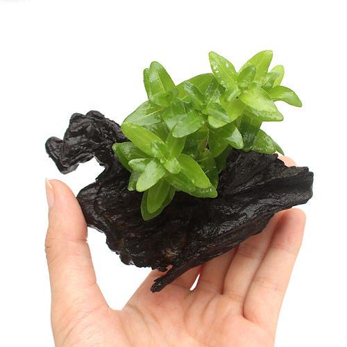 水草 ウォーターバコパ 流木付 ｓｓサイズ 水上葉 無農薬 ３本 約１０ｃｍ Sale 99 Off