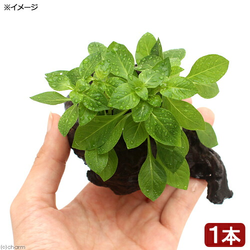 楽天市場】（水草）おまかせ水草 流木付 ミックス Sサイズ