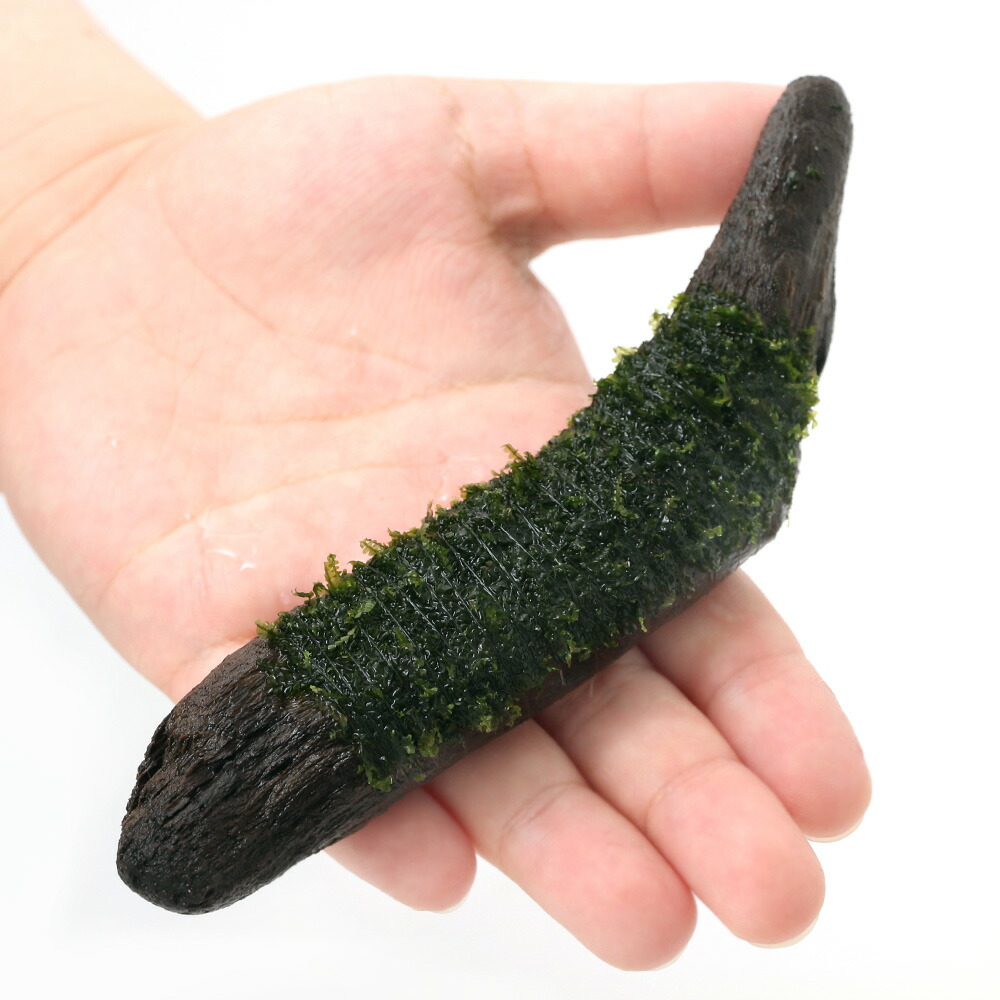 楽天市場 水草 巻きたて ウロコゴケｓｐ スラウェシ 流木 ｓサイズ 無農薬 ３本 Charm 楽天市場店