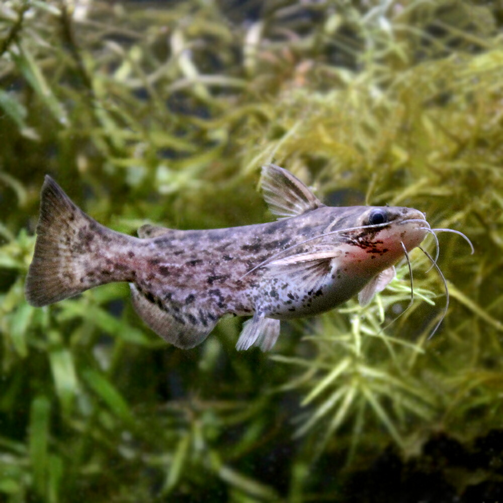 楽天市場 熱帯魚 ウッド キャット １匹 北海道 九州航空便要保温 Charm 楽天市場店