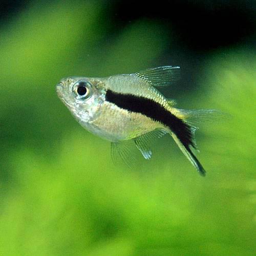 (熱帯魚)バルーンペンギン・テトラ(2匹) 北海道・九州・沖縄航空便要保温 (熱帯魚)バルーンペンギン・テトラ(2匹) 北海道・九州・沖縄航空便要保温
