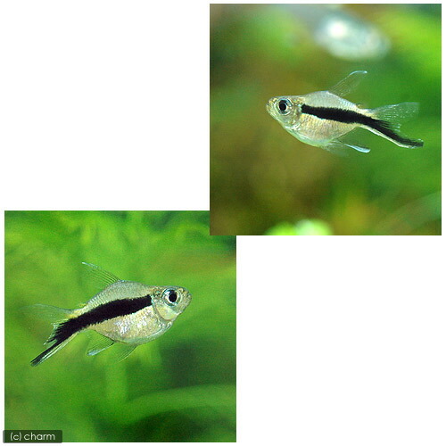 (熱帯魚)バルーンペンギン・テトラ(2匹) 北海道・九州・沖縄航空便要保温 (熱帯魚)バルーンペンギン・テトラ(2匹) 北海道・九州・沖縄航空便要保温
