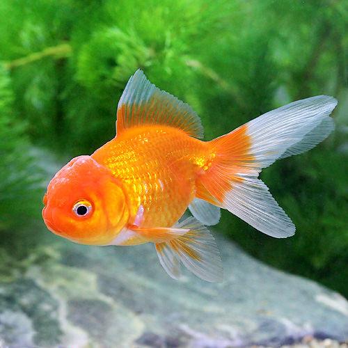 らんちゅう他 楽天市場】【10／1限定】当選確率2分の1！1等最大100