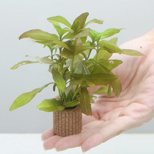 （水草）ライフマルチ（茶）ハイグロフィラ　ポリスペルマ（水中葉）（無農薬）（１個）