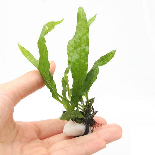 楽天市場】(水草)石付 ミクロソリウム ウェンディロフ(3個 楽天市場】(水草)石付 ミクロソリウム ウェンディロフ(3個