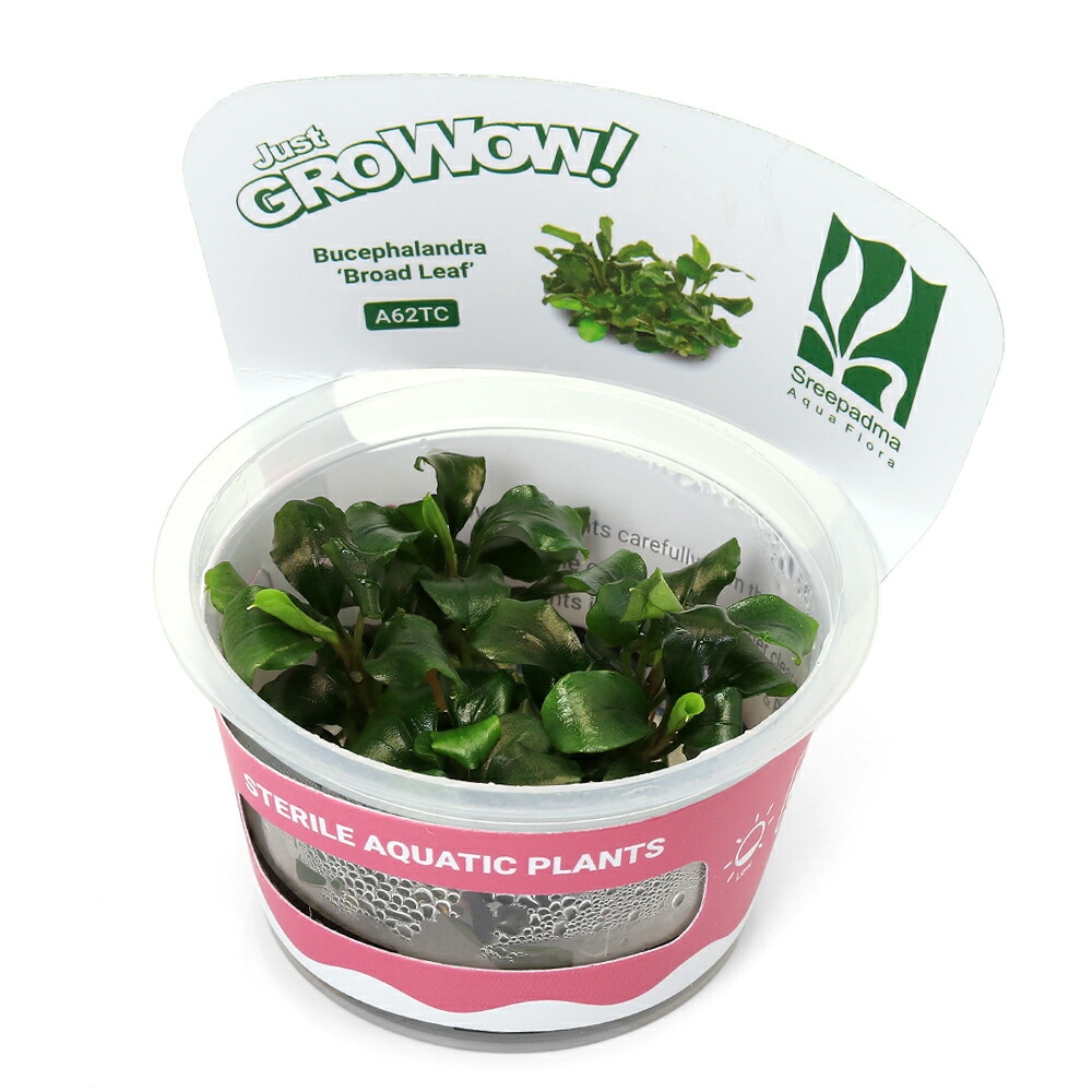 楽天市場】（水草）組織培養GROWOW！ ブセファランドラsp