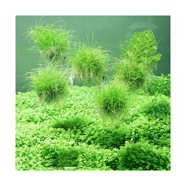 楽天市場】（水草）☆育成済☆ ヘアーグラスショートボール