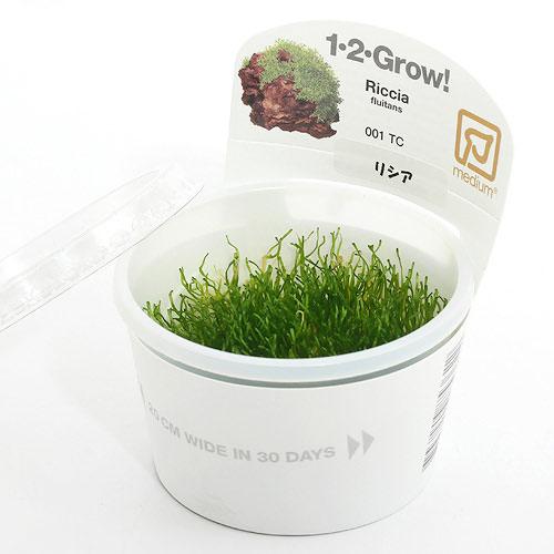 楽天市場 水草 組織培養１ ２ ｇｒｏｗ リシア トロピカ社製 無農薬 １カップ Charm 楽天市場店
