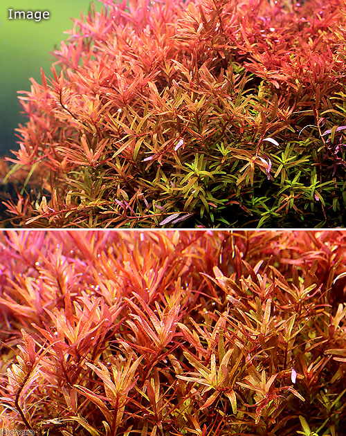 楽天市場 水草 ロタラ ロトンディフォリア ニューレッド 水中葉 ５本 無農薬 Charm 楽天市場店