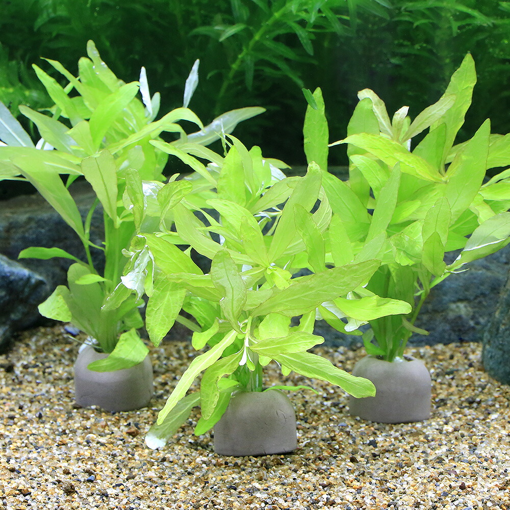 楽天市場】（水草）ゼオライトリング（グレー）ハイグロフィラ ポリ