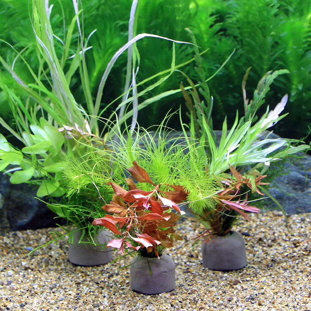 水草 マルチリングブラック ウィローモスと寄せ植えミックス 黒 水草 マルチリングブラック ウィローモスと寄せ植えミックス 黒