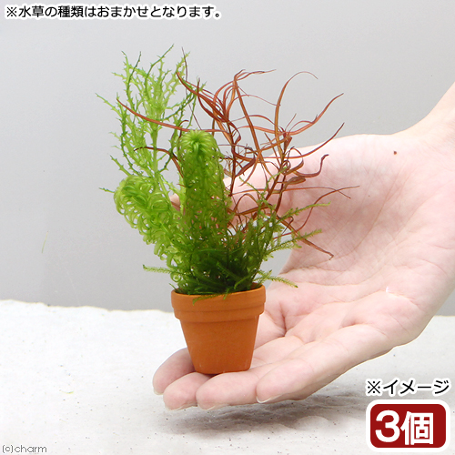 楽天市場 水草 プチ素焼き鉢 ウィローモスと寄せ植えミックス 無農薬 ３個 Charm 楽天市場店