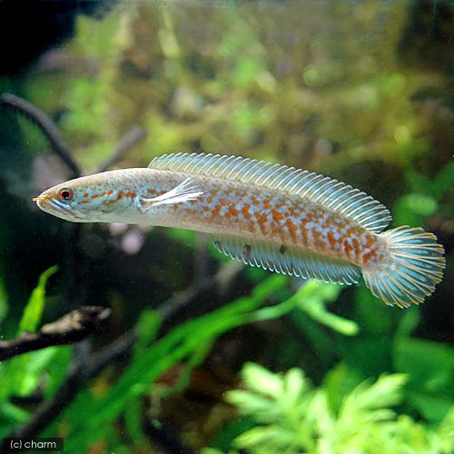 楽天市場 熱帯魚 ブルーレインボー スネークヘッド １匹 北海道 九州航空便要保温 Charm 楽天市場店