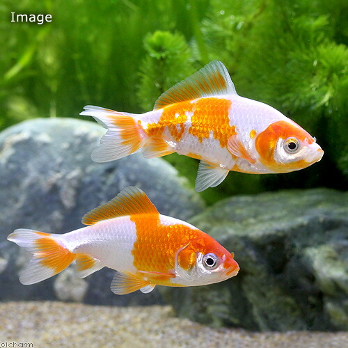 金魚特集 | チャーム