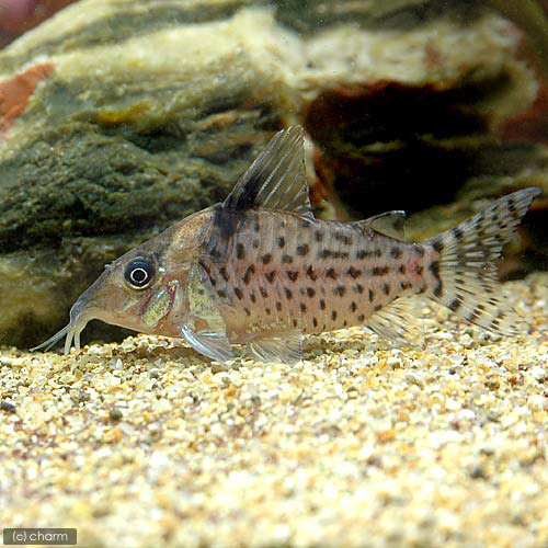 楽天市場 熱帯魚 コリドラス パンク ワイルド １匹 北海道 九州航空便要保温 Charm 楽天市場店