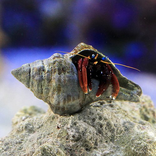 楽天市場 海水魚 ヤドカリ クリイロサンゴヤドカリ １匹 北海道航空便要保温 Charm 楽天市場店