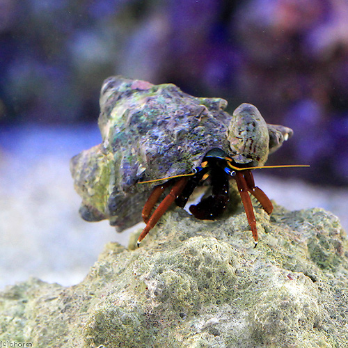 楽天市場 海水魚 ヤドカリ クリイロサンゴヤドカリ １匹 北海道航空便要保温 Charm 楽天市場店