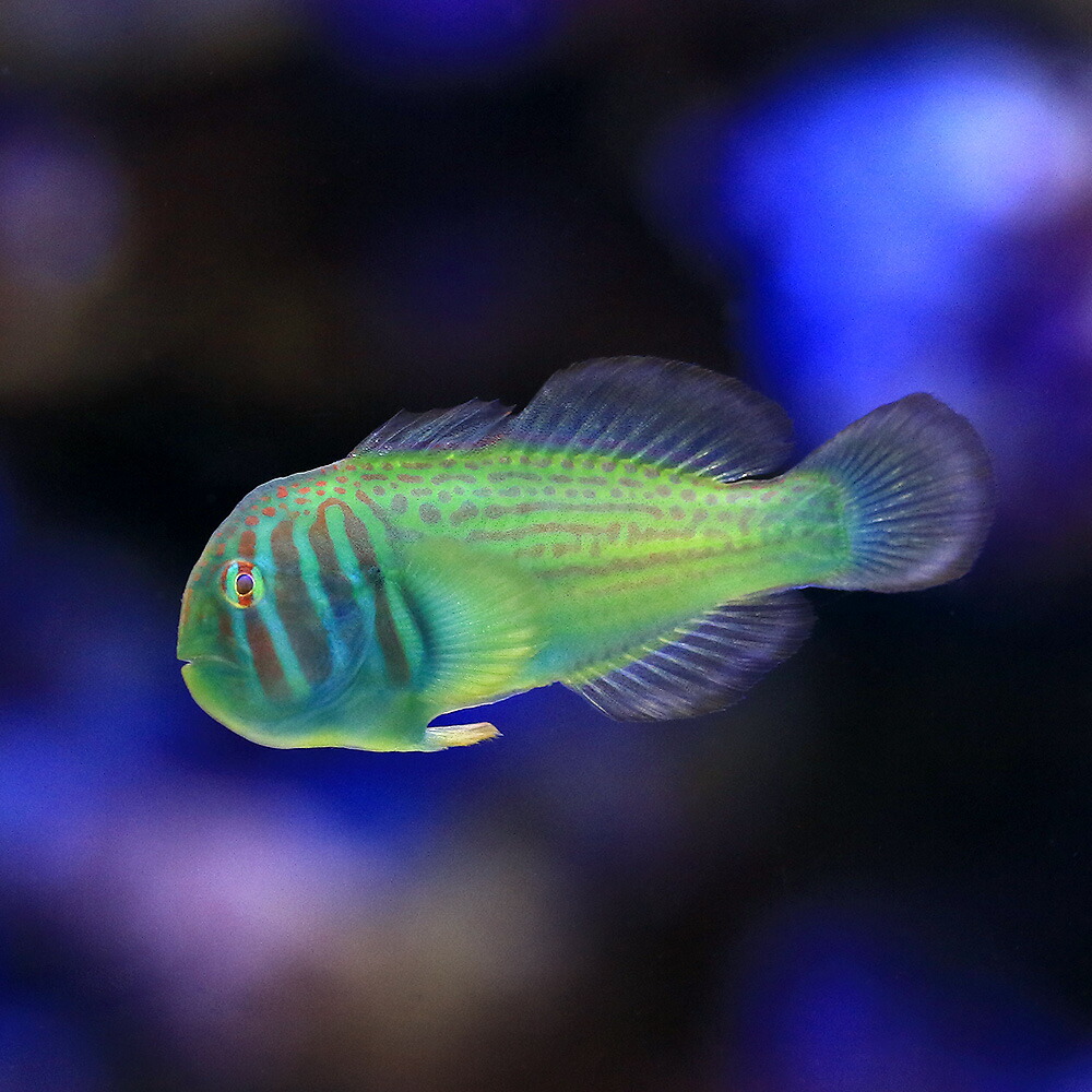 楽天市場】（海水魚）おそうじフィッシュ コケ・底砂の掃除（１セット） 北海道航空便要保温 : charm 楽天市場店