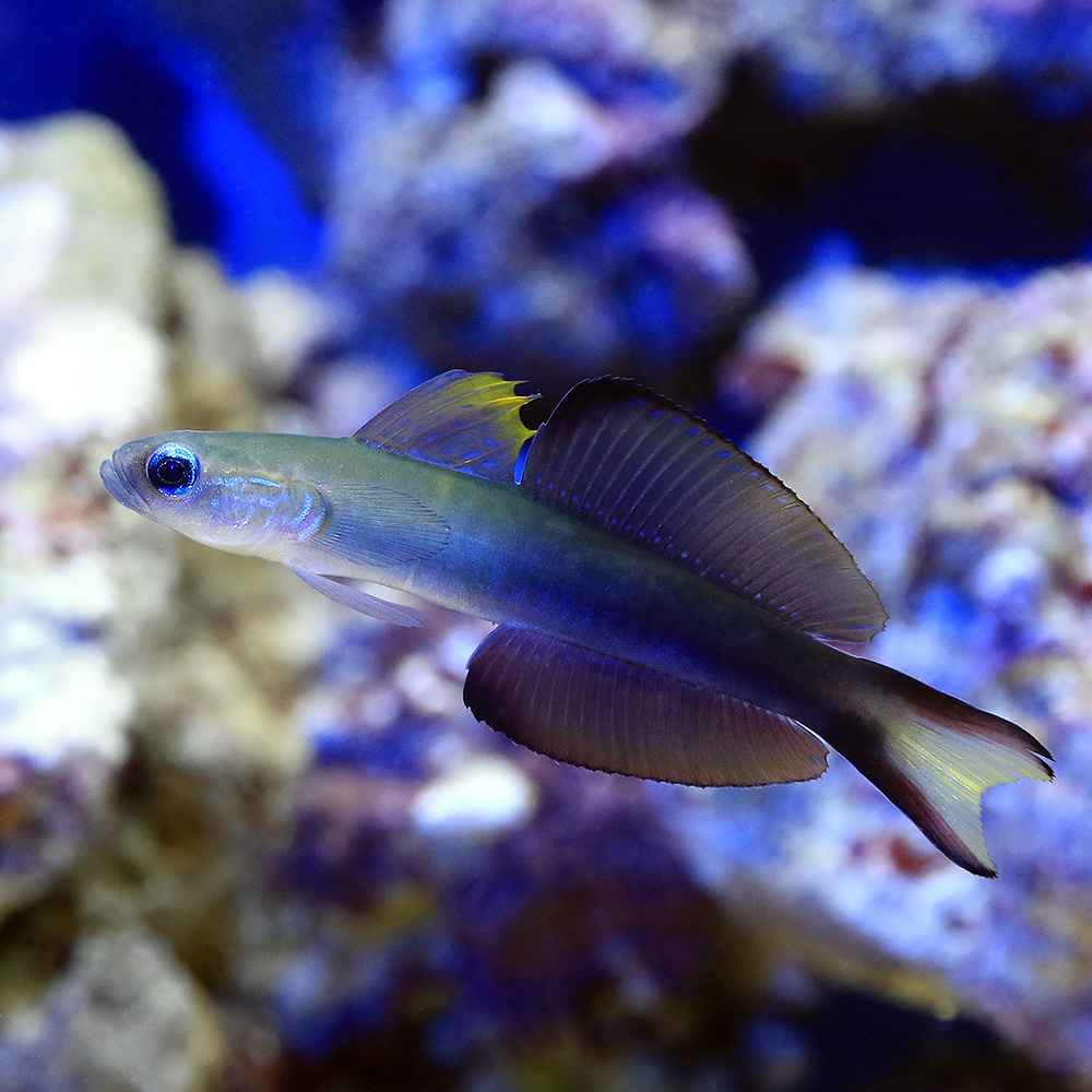 海水魚）エビ スリランカ産 ホワイトソックスシュリンプ ミックス