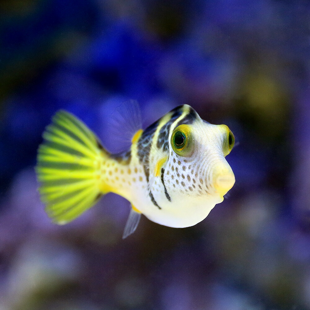 楽天市場 海水魚 シマキンチャクフグ １匹 北海道航空便要保温 Charm 楽天市場店