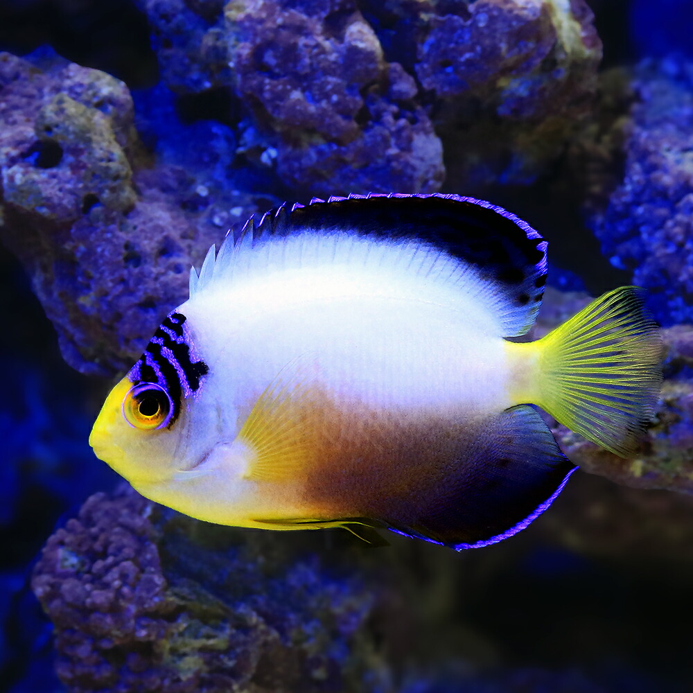 （海水魚）ヤッコ　マルチカラーエンゼル（１匹）｜charm 店