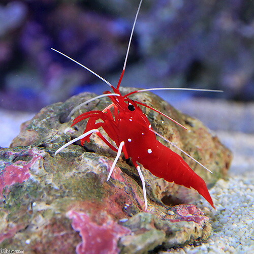 楽天市場 海水魚 エビ スリランカ産 ホワイトソックスシュリンプ ミックスサイズ １匹 北海道 九州航空便要保温 Charm 楽天市場店