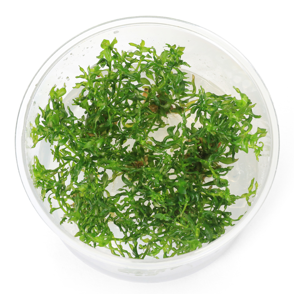 楽天市場】（水草）ブセファランドラsp．Nanga Taman