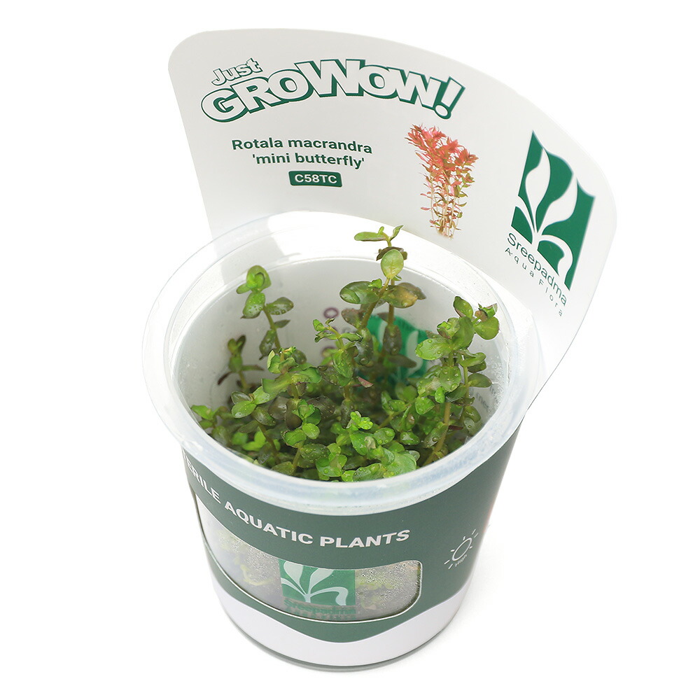 楽天市場】（水草）組織培養GROWOW！ ブセファランドラsp