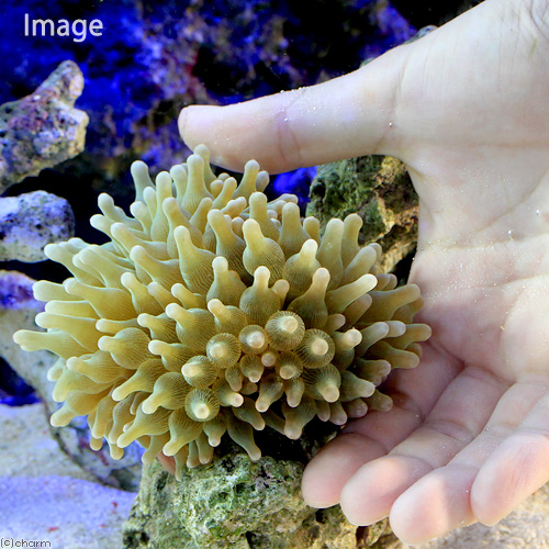 楽天市場 海水魚 サンゴイソギンチャク グリーン １匹 無脊椎動物 北海道 九州航空便要保温 Charm 楽天市場店