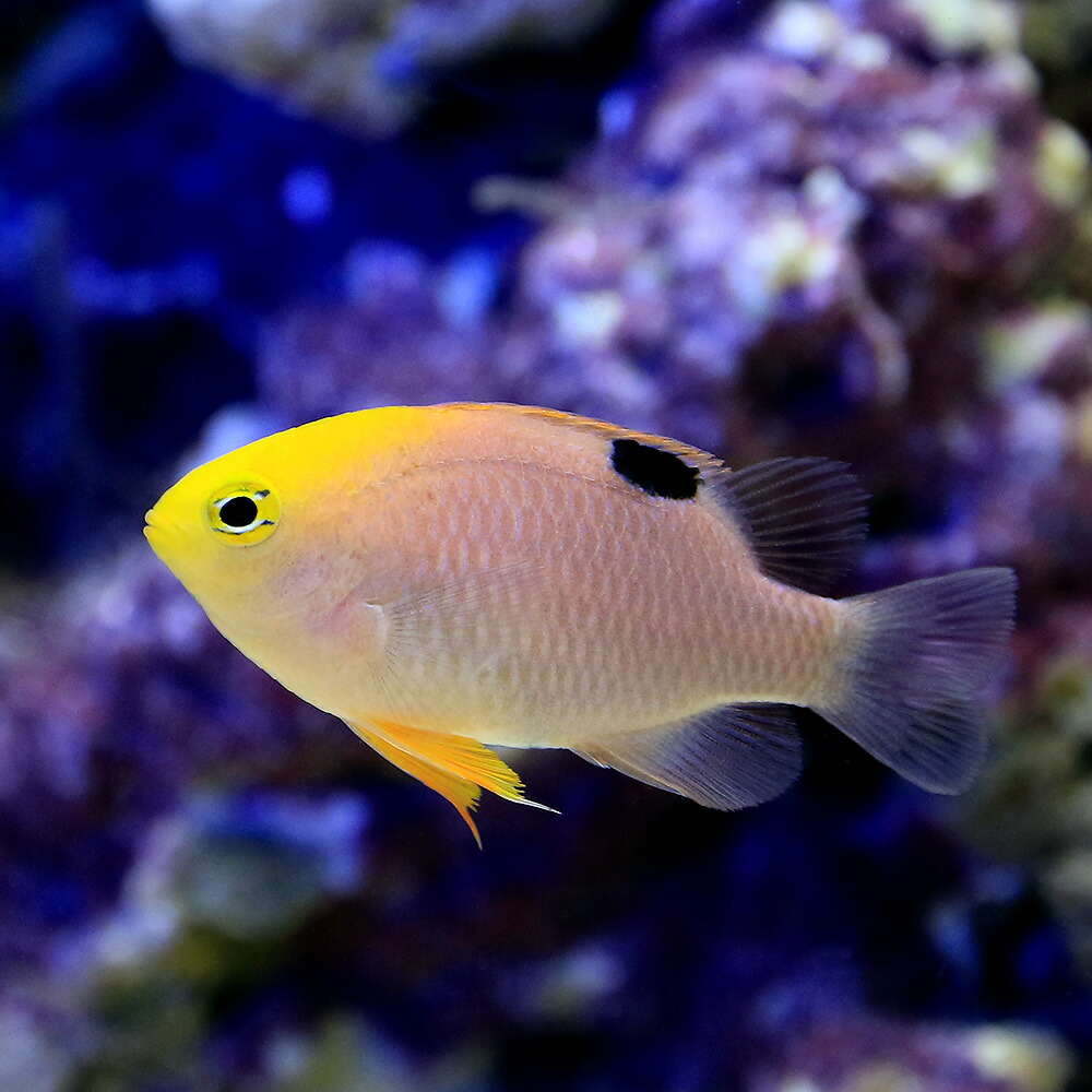 楽天市場】（海水魚）デバスズメダイ Ｍサイズ（１匹） 北海道航空便要保温 : charm 楽天市場店