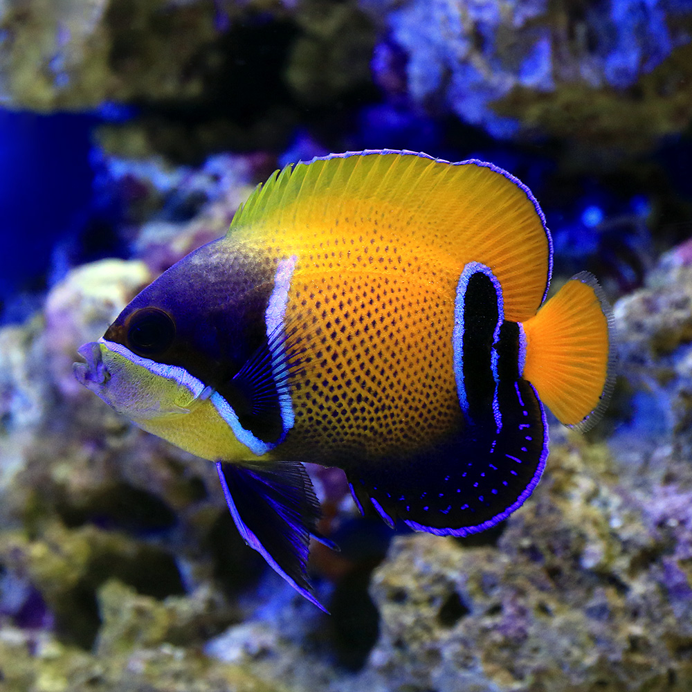 海水魚 ヤッコ イナズマヤッコ 成魚 サイズ 匹 北海道航空便要保温 沖縄別途送料 Solga Sowa Pl