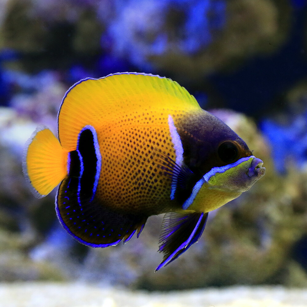 海水魚 ヤッコ イナズマヤッコ 成魚 サイズ 匹 北海道航空便要保温 沖縄別途送料 Solga Sowa Pl