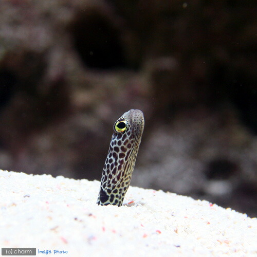 楽天市場 海水魚 スポッテッド ガーデンイール チンアナゴ １匹 北海道航空便要保温 Charm 楽天市場店