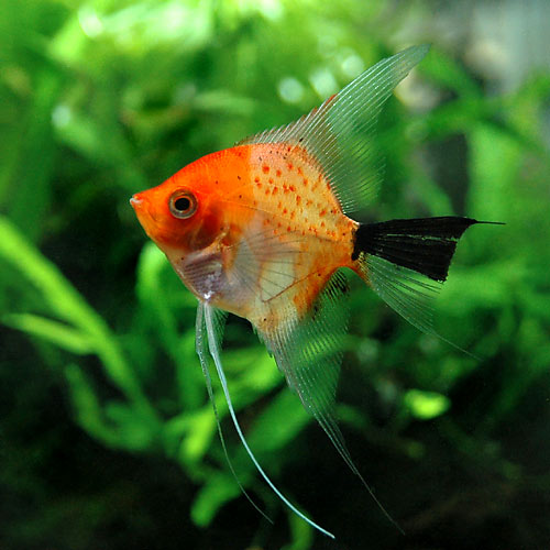 楽天市場 熱帯魚 レッドデビル エンゼルフィッシュ 国産ブリード ３匹 北海道 九州航空便要保温 Charm 楽天市場店