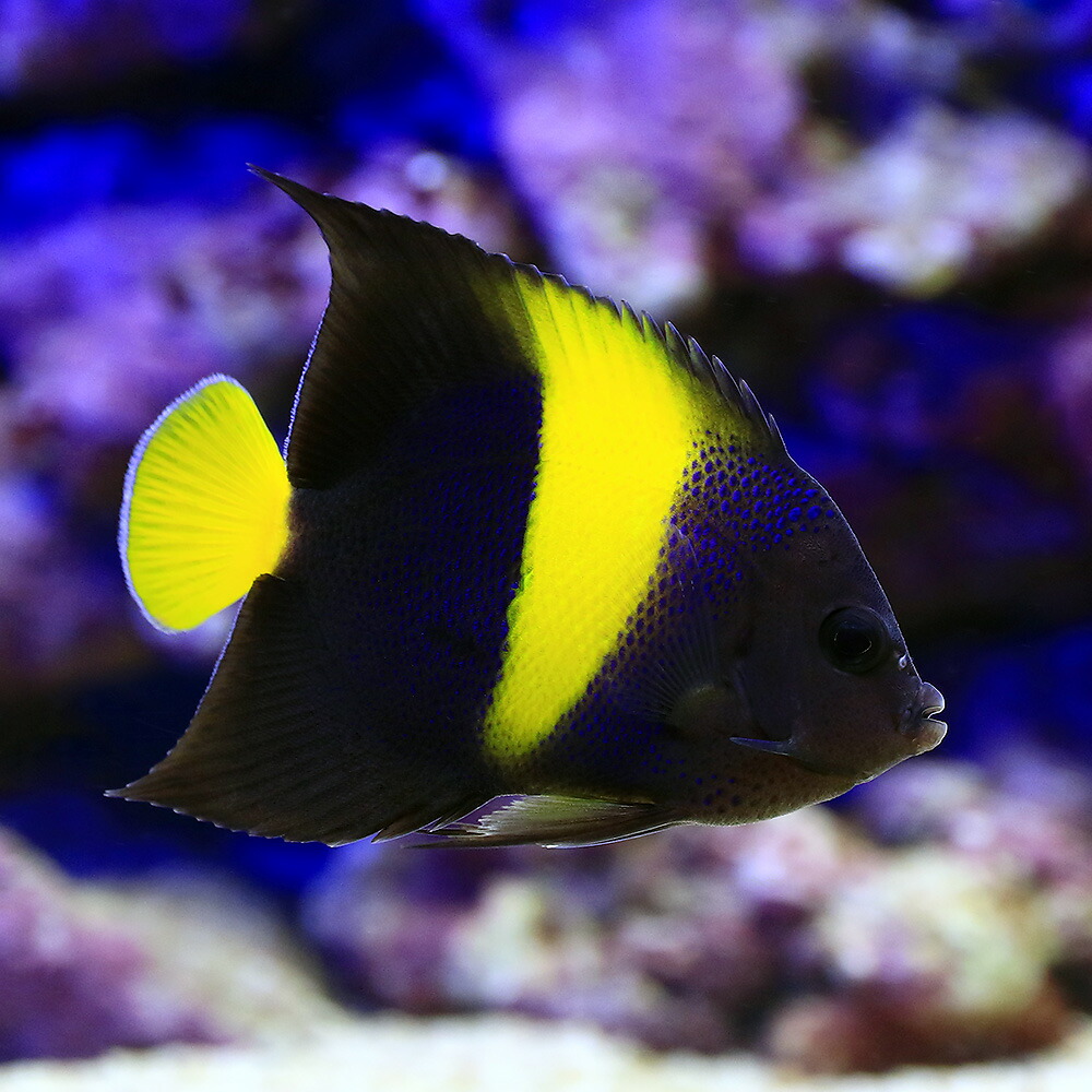 海水魚 ヤッコ アラビアンエンゼルフィッシュ 成魚 匹 北海道航空便要保温 沖縄別途送料 Deerfieldtwpportage Com