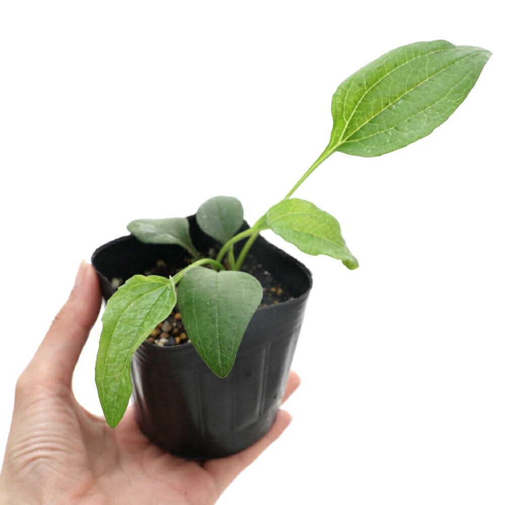 楽天市場 観葉植物 ハーブ苗 エキナセア パープレア ホワイトスワン ３号 １ポット 家庭菜園 Charm 楽天市場店