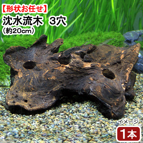 楽天市場 すぐに沈む 形状お任せ 沈水流木3穴 20 25cm程度 1本 Charm 楽天市場店 楽天市場 すぐに沈む 形状お任せ 沈水流木3穴 20 25cm程度 1本 Charm 楽天市場店