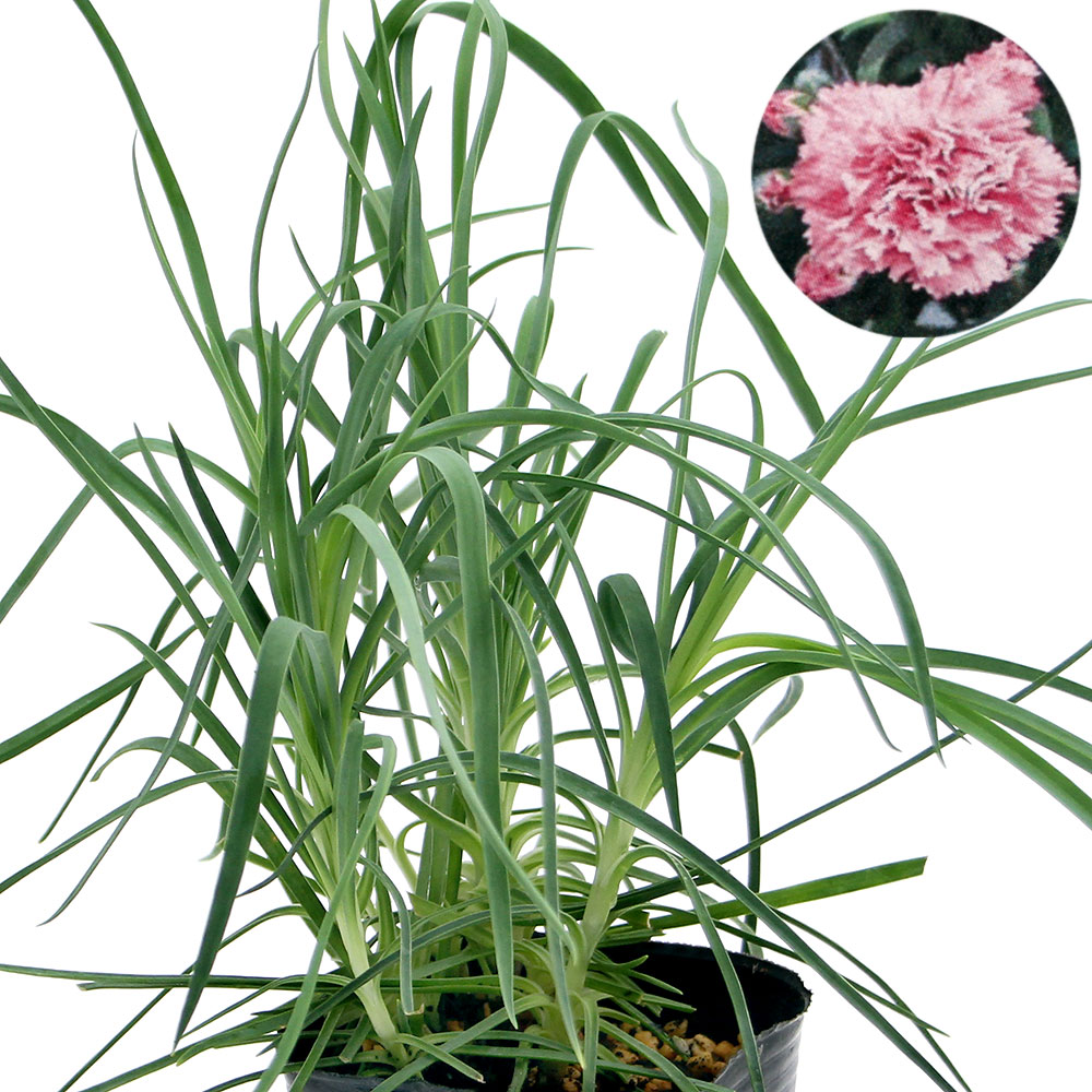 楽天市場 観葉植物 ハーブ苗 クローブ ピンク ３号 １ポット 家庭菜園 Charm 楽天市場店