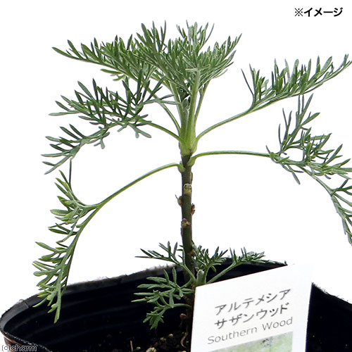 楽天市場 観葉植物 ハーブ苗 アルテミシア サザンウッド ３号 １ポット 虫除け植物 家庭菜園 Charm 楽天市場店