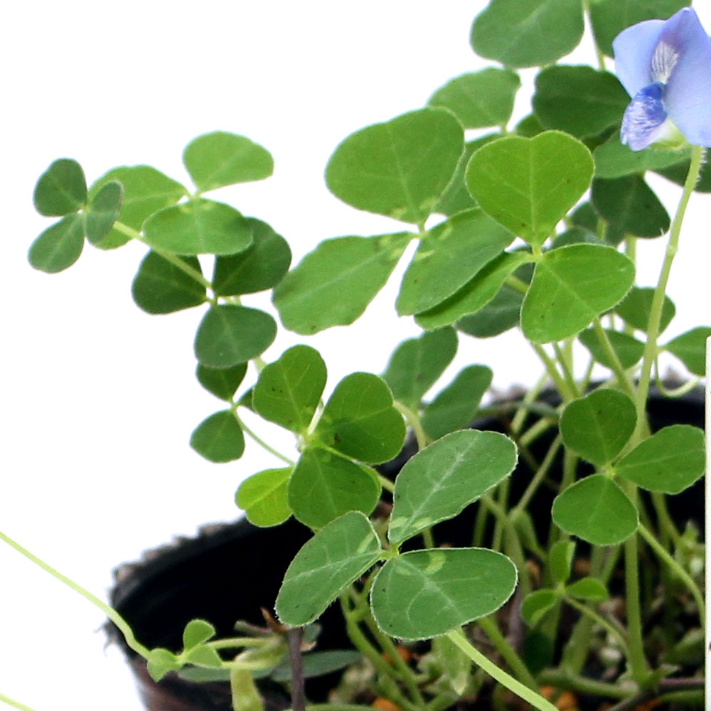 楽天市場 観葉植物 ハーブ苗 ブルークローバー ３号 １ポット Charm 楽天市場店