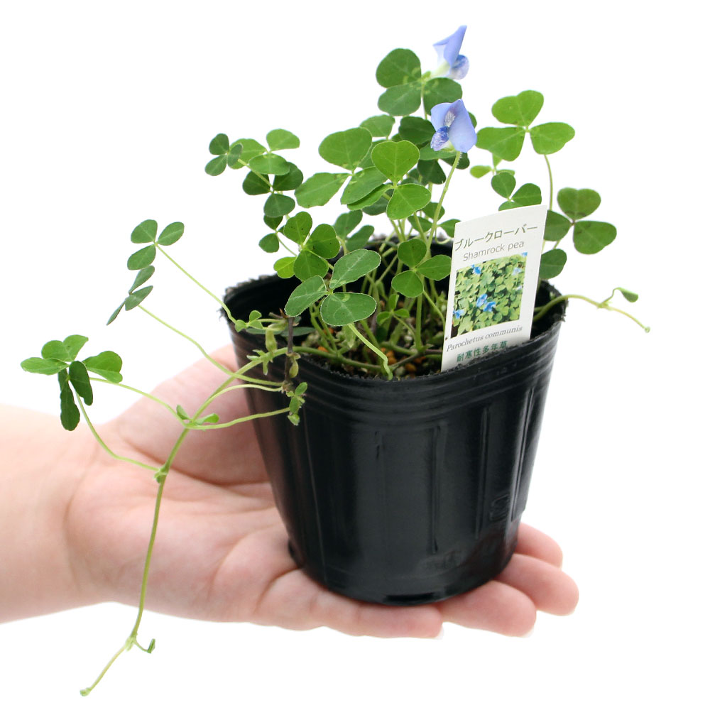 楽天市場 観葉植物 ハーブ苗 ブルークローバー ３号 １ポット Charm 楽天市場店